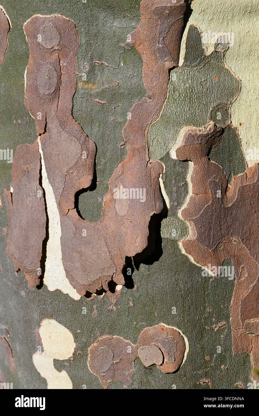 Motif abstrait d'écorce pelée du Platane commun, Platanus x acerifolia ou Platanus x hispanica, ou Platane hybride Banque D'Images