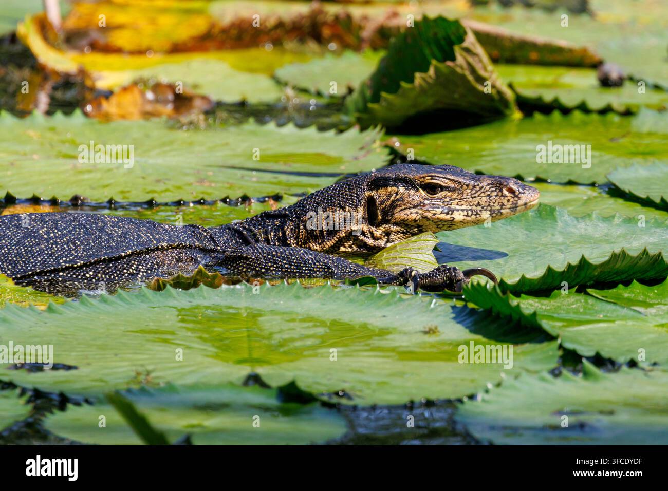 Varane d'eau asiatique (Varanus salvator) nageant dans un étang couvert de nénuphars à Singapour Banque D'Images