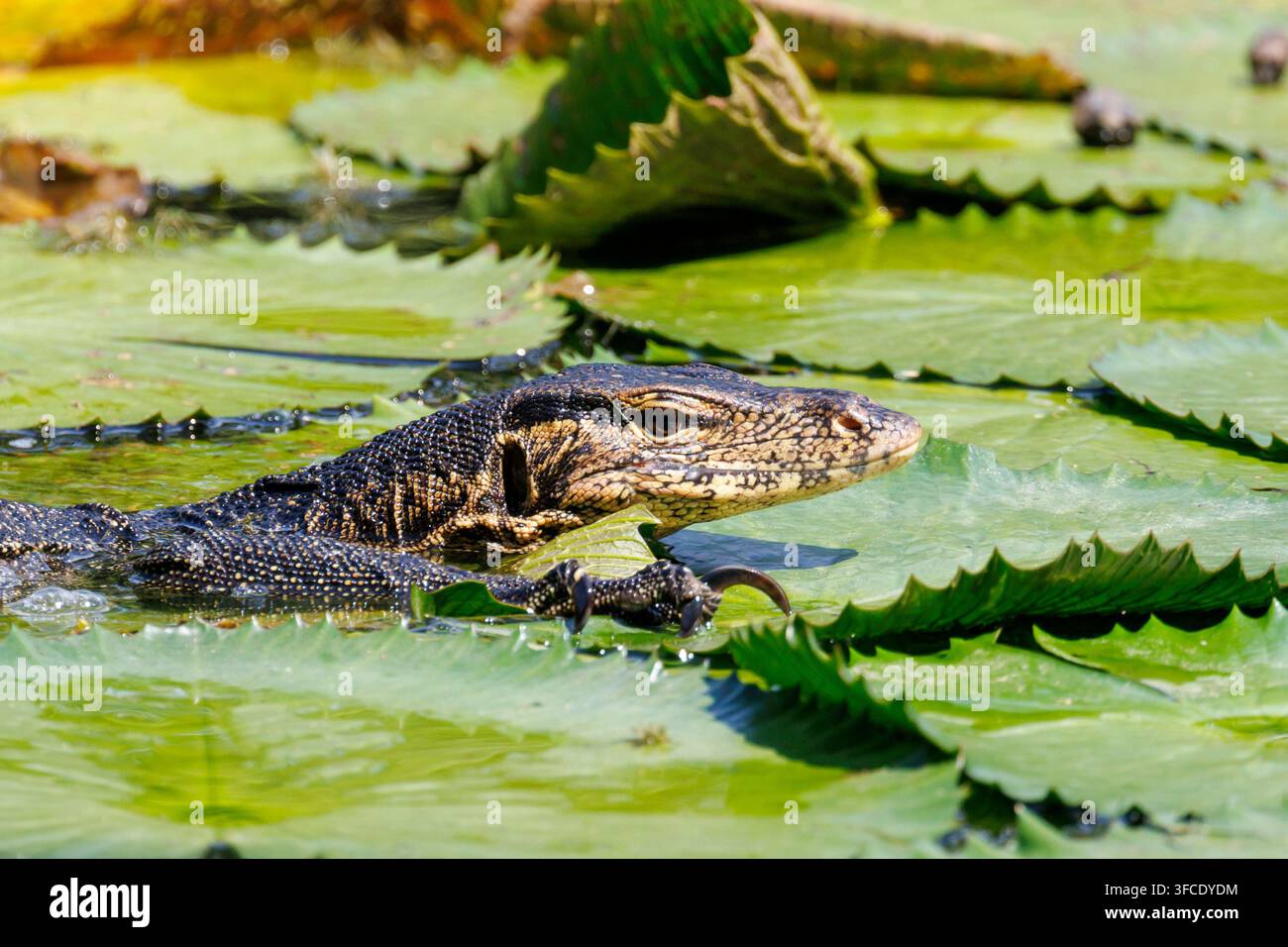 Varane d'eau asiatique (Varanus salvator) nageant dans un étang couvert de nénuphars à Singapour Banque D'Images