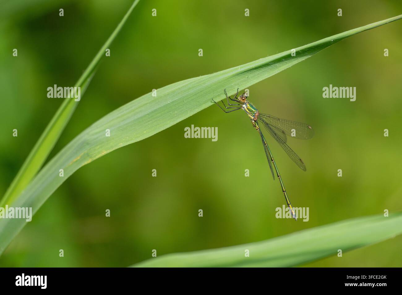 Close up d'une libellule émeraude de saule métallique verte (Chalcolestes viridis) reposant sur une tige de roseau vert vif avec un fond doux Banque D'Images