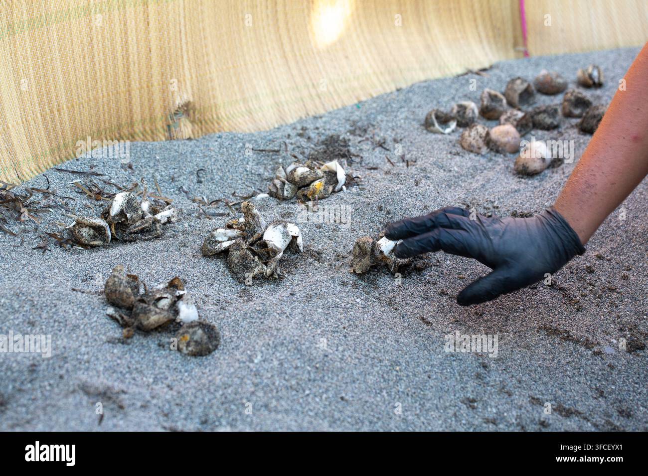 Main gantée d'un bénévole collectant des coquilles d'œufs de tortues de mer vides sur une plage de sable Banque D'Images