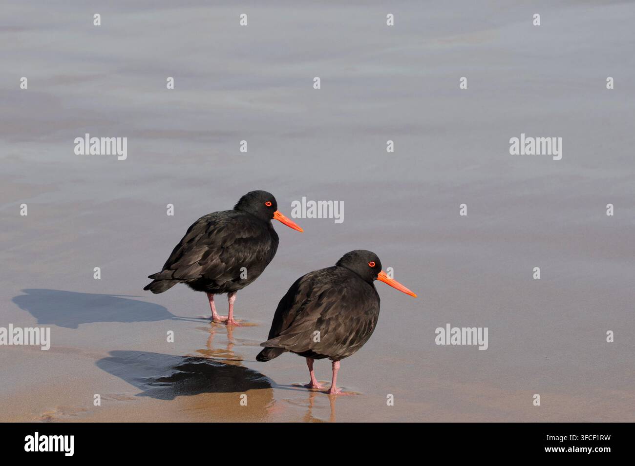 Une paire de huîtriers noirs sur la plage de Whisky Bay dans le parc national de Wilsons Promontory, Victoria, Australie. Banque D'Images