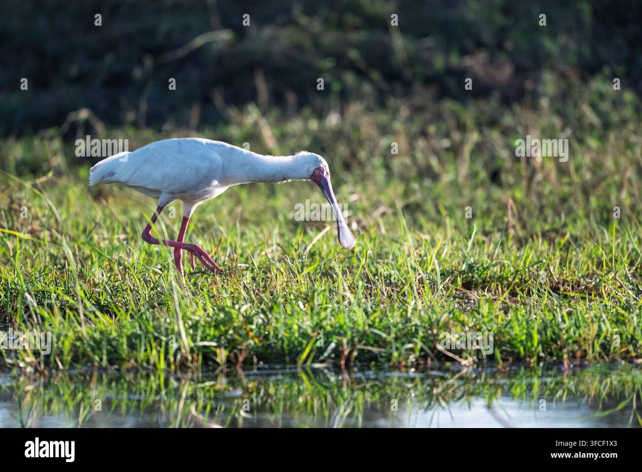 Hibou African cherchant de la nourriture dans les eaux peu profondes du delta de l'Okavango Banque D'Images