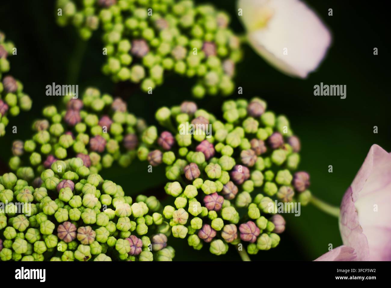 Macro d'minuscules boutons de fleur d'hydrangée à lances vertes et violettes regroupés sur un fond sombre flou Banque D'Images
