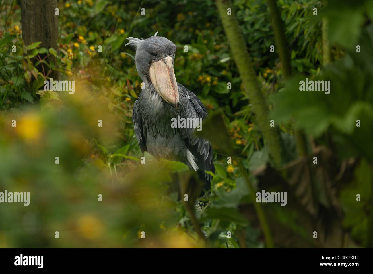 Oiseau-bâcle au zoo d'Exmoor, Devon Banque D'Images