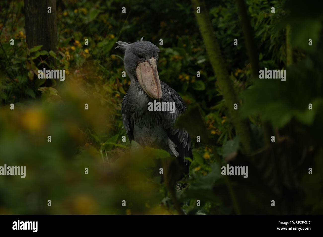 Oiseau-bâcle au zoo d'Exmoor, Devon Banque D'Images