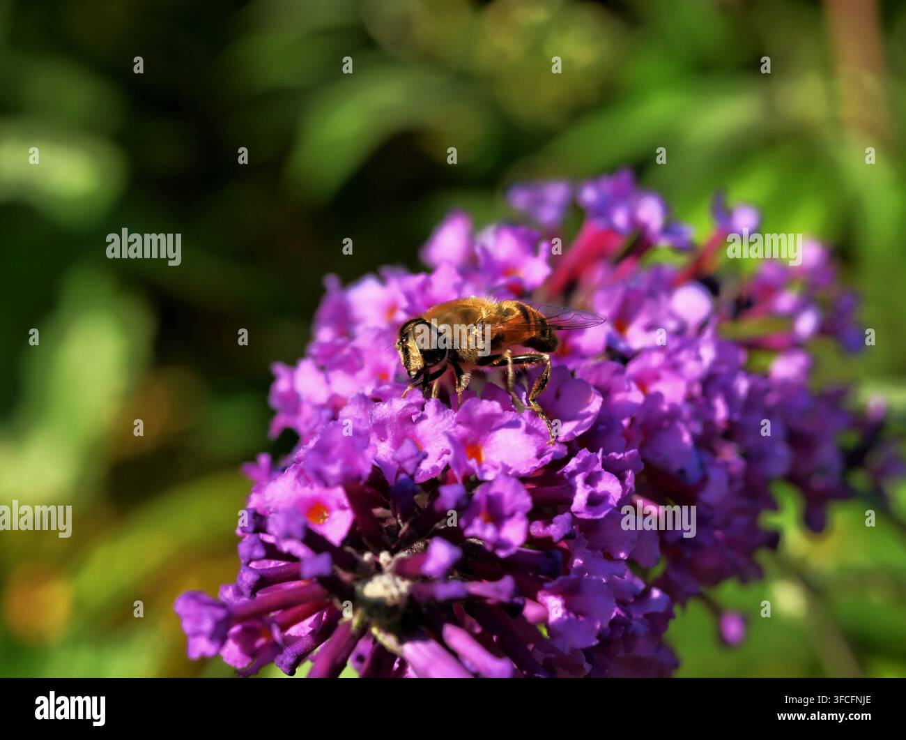 Mouche hover nourrissant sur une tête de fleur de Buddleia violette. Banque D'Images