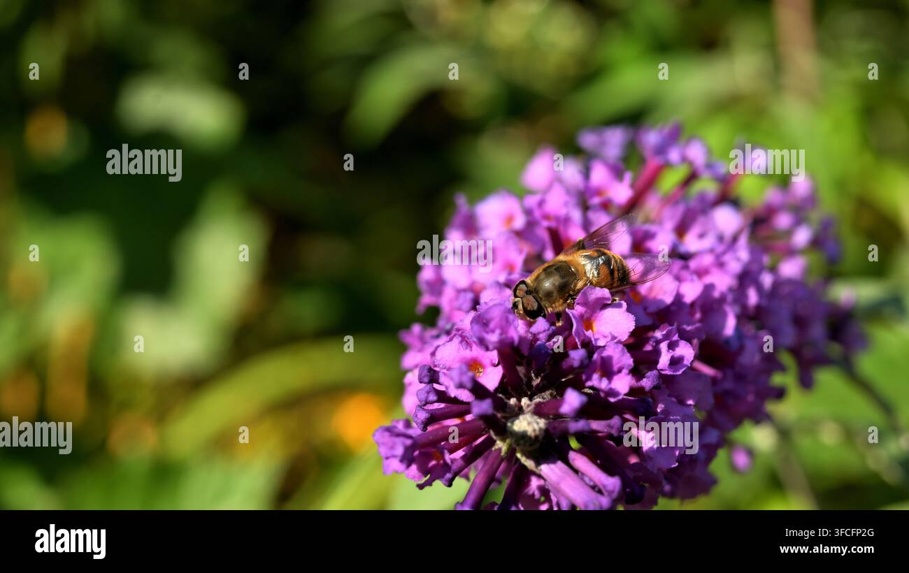 Mouche hover nourrissant sur une tête de fleur de Buddleia violette. Banque D'Images