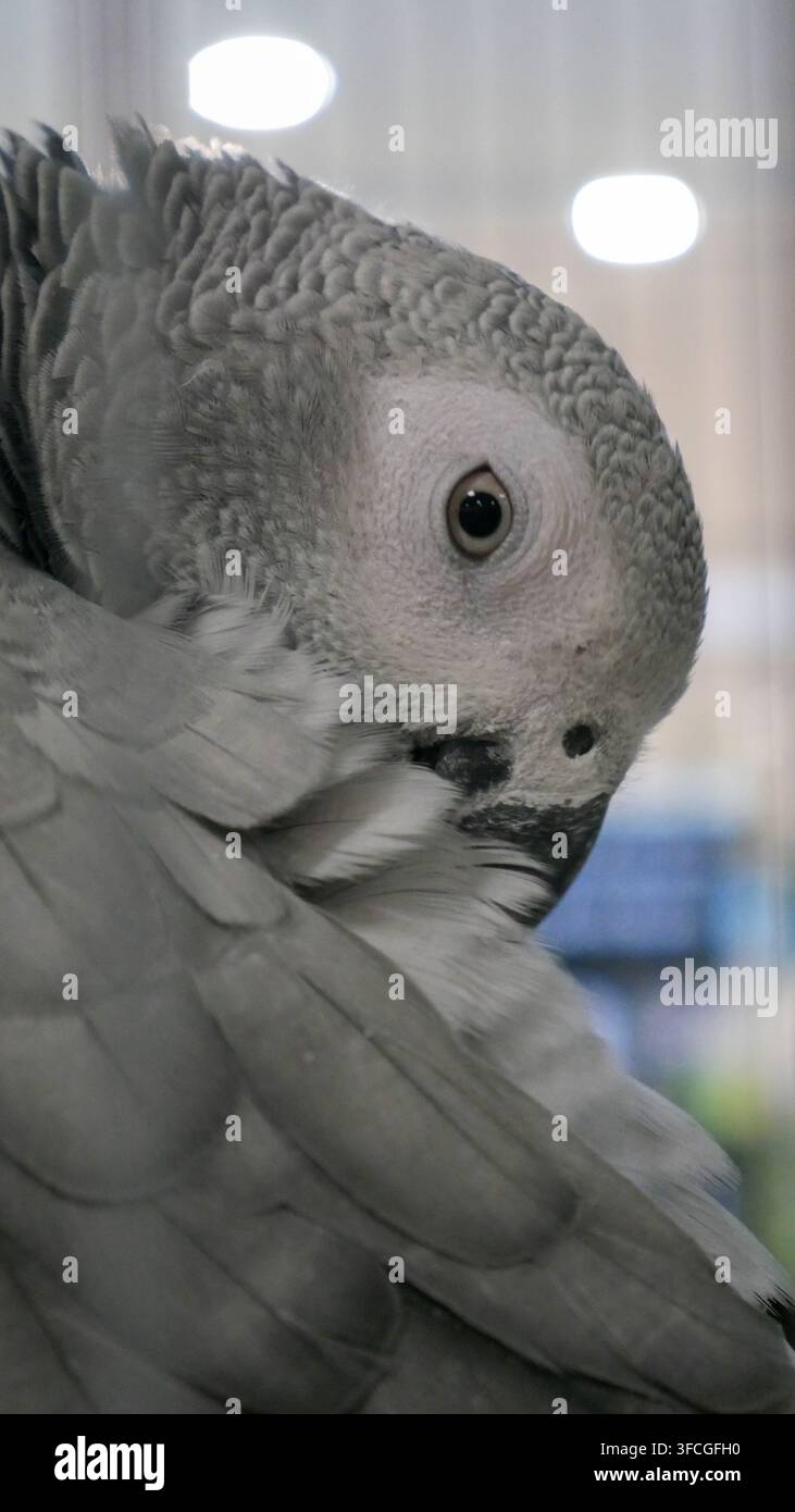 Perruche grise africaine au spectacle d'oiseaux d'Idre en 2025 Banque D'Images