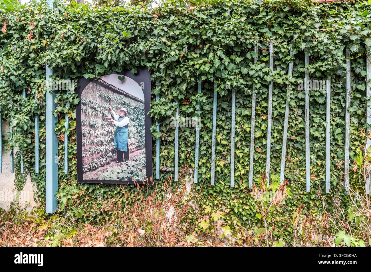 Un treillis couvert de lierre dans le jardin du Musée de l'École de Nancy sur la Rue de l'Octroi à Nancy, Grand Est, France, affiche une photographie encadrée d'une personne tenant un panier de récolte devant un espalier Banque D'Images