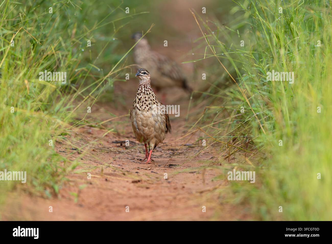 Francolin huppé Ortygornis sephaena, adultes marchant le long d'une piste sablonneuse, Parc national de Chobe, District de Chobe, Botswana, février Banque D'Images