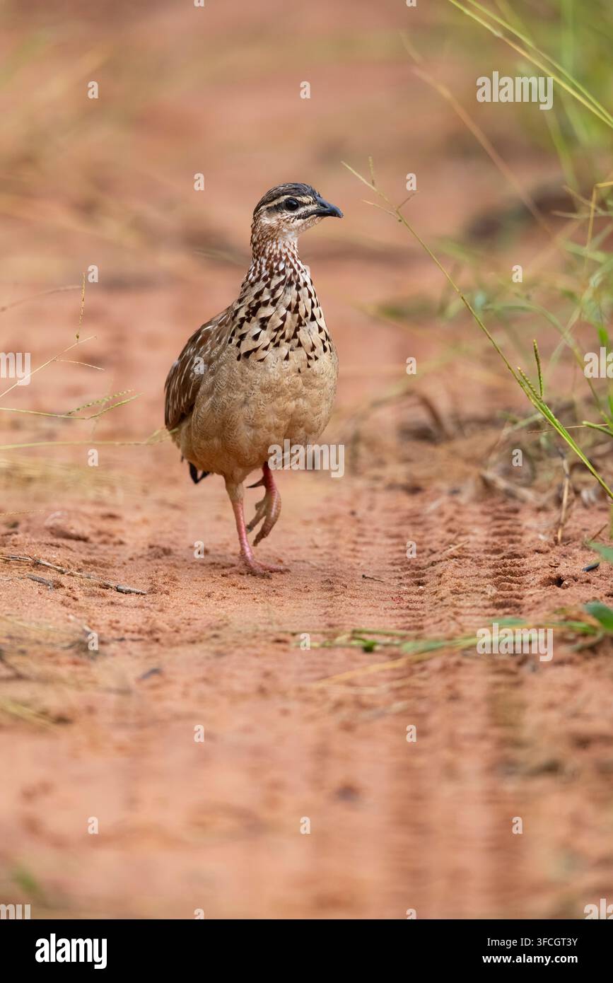 Francolin huppé Ortygornis sephaena, adulte marchant le long d'une piste sablonneuse, Parc national de Chobe, District de Chobe, Botswana, février Banque D'Images