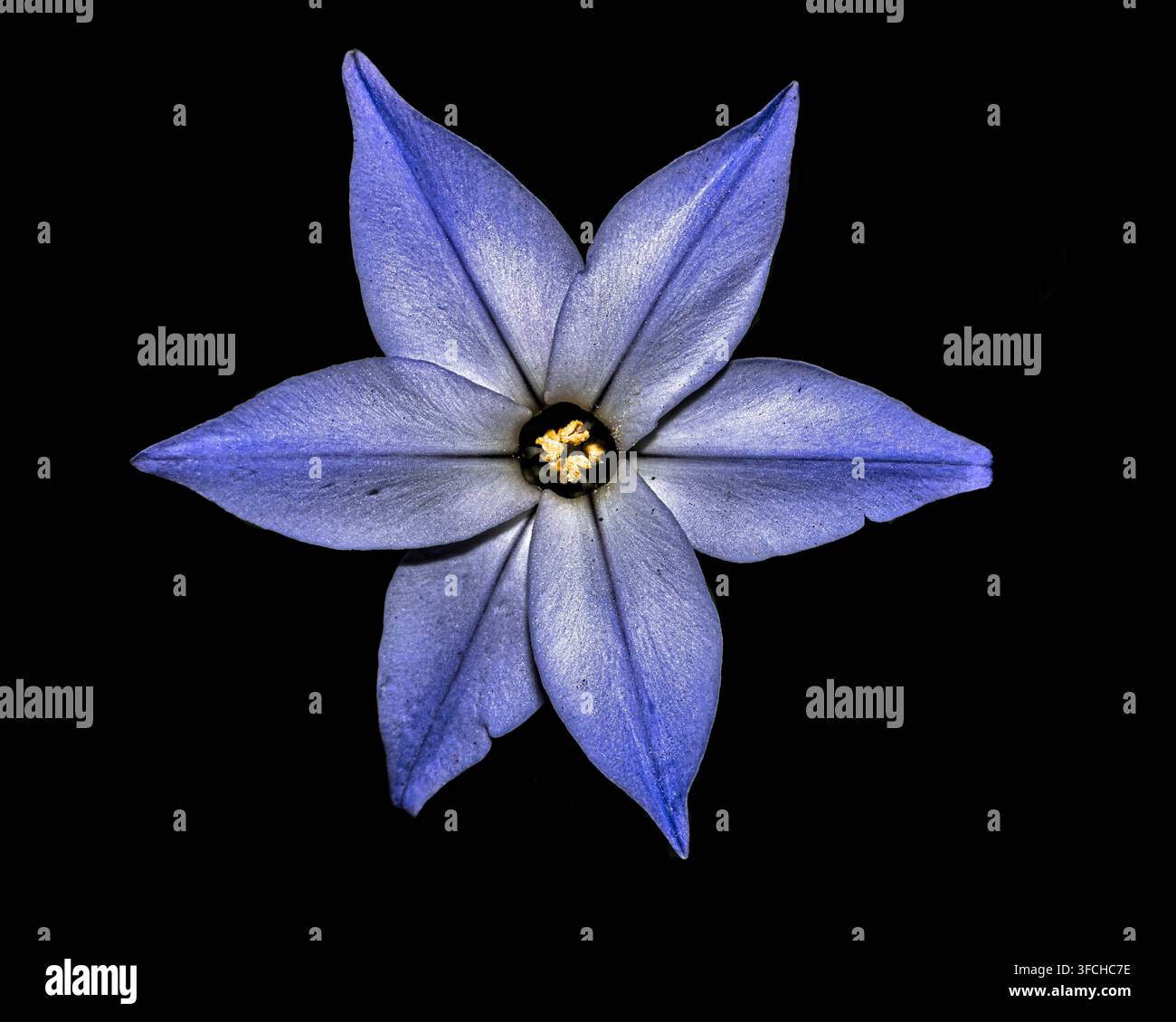 Pétales brillants d'une fleur d'étoile de printemps ou étoile de printemps (Ipheion uniflorum syn. Tristagma uniflorum) fleur bleue unique en macro sur fond noir Banque D'Images