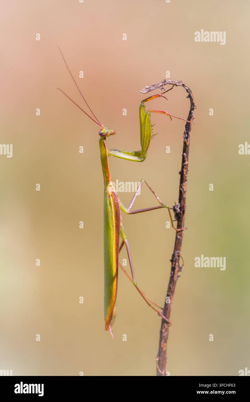 Mante religieuse européenne Mantis religiosa posée sur une brindille sèche, gros plan. Banque D'Images