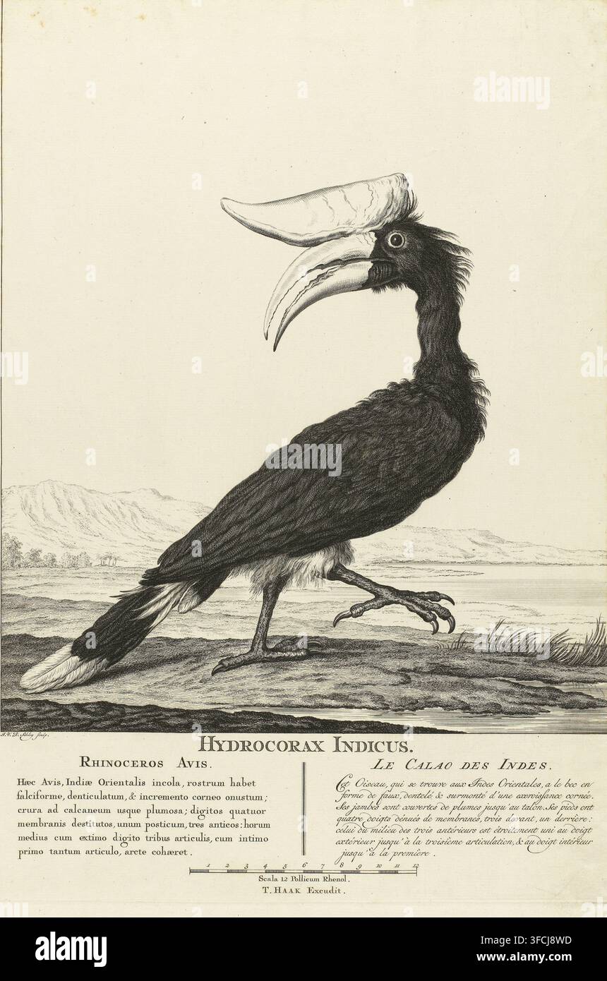 Corbeau à bec cornu, impression, Corbeau à bec cornu au bord de l'eau. En marge deux colonnes de texte et une échelle., graveur : Jacob van der Schley, Amsterdam, éditeur : Dirk Haak (II), 1725 - 1779, papier, eau-forte, gravure, eau-forte et gravure, hauteur 460 mm x largeur 317 mm, autres oiseaux : corbeau à bec cornu., Une illustration détaillée en noir et blanc d'un grand oiseau debout sur le sol, montré de profil face à droite, avec un long bec courbé surmonté d'un casque proéminent, des plumes texturées recouvrant son corps, une longue queue avec des plumes plus claires à l'extrémité, des pattes minces et écailleuses se terminant par des serres puissantes, et un œil rond situé Banque D'Images