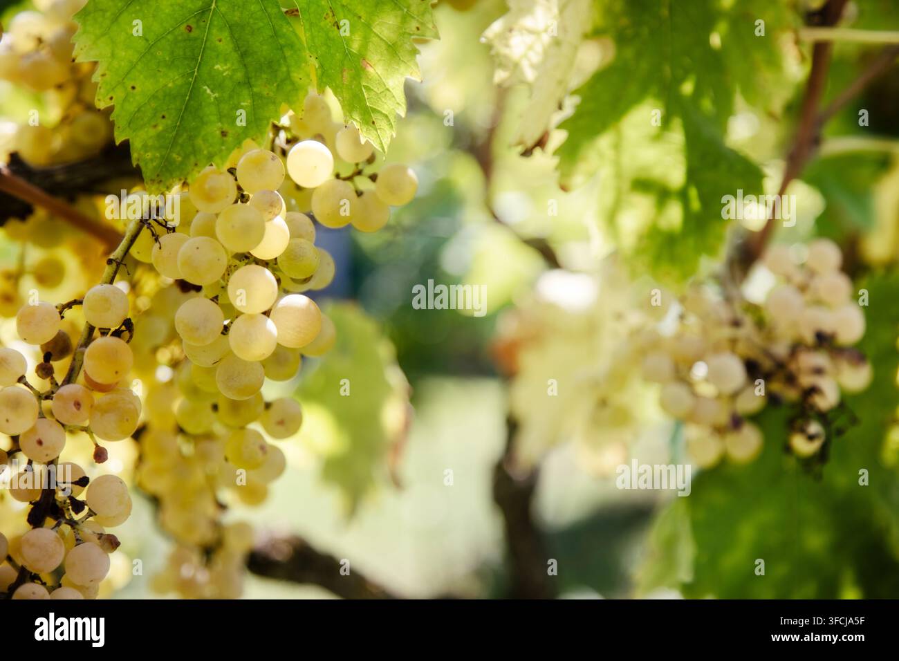 Un bunch de raisins blancs suspendus à la vigne prêts pour la récolte dans la campagne italienne Banque D'Images