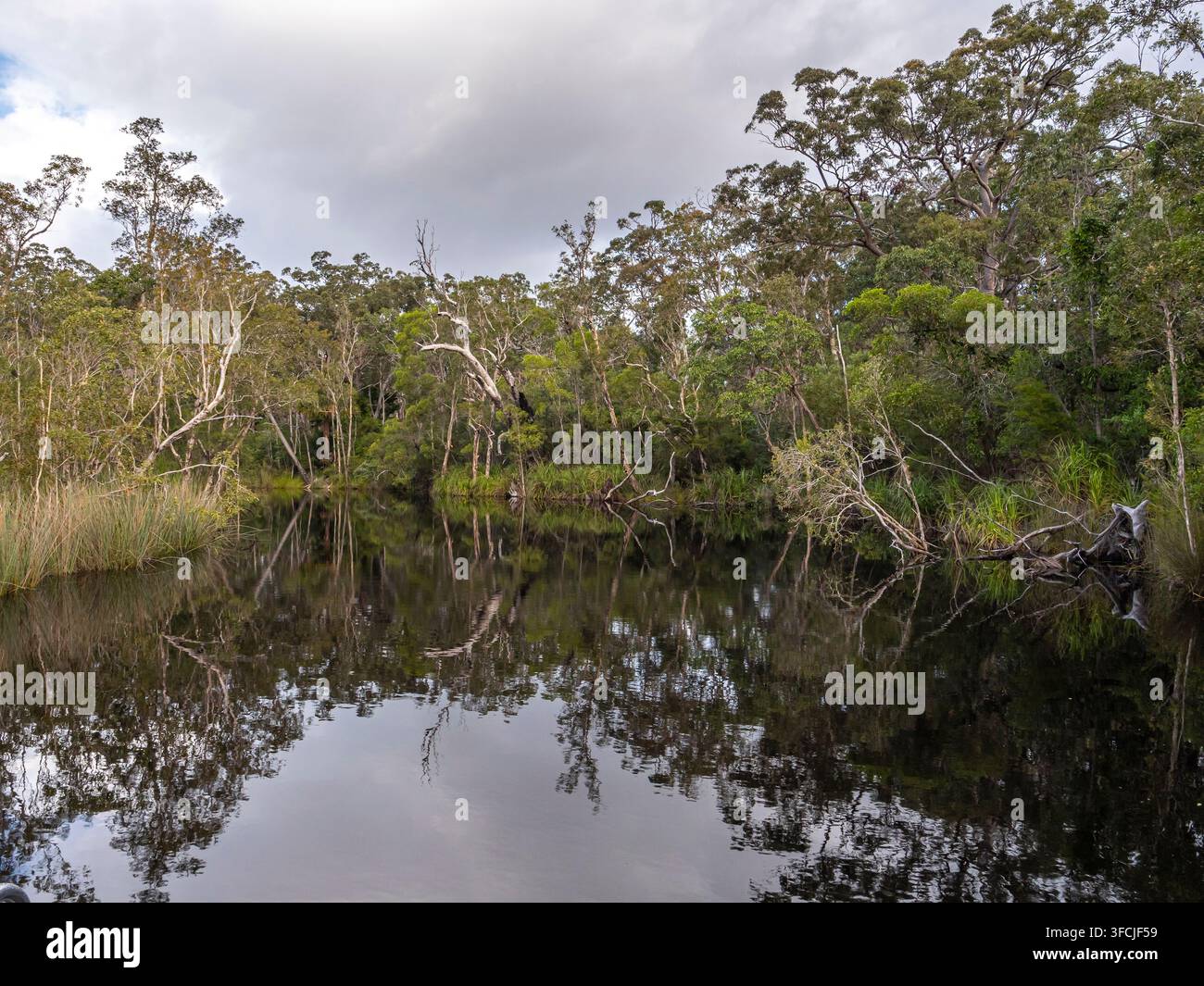 L'eau immobile reflète la forêt dense entourant l'étang calme. Des arbres aux feuilles vertes bordent le bord de l'eau. Le ciel est couvert Banque D'Images