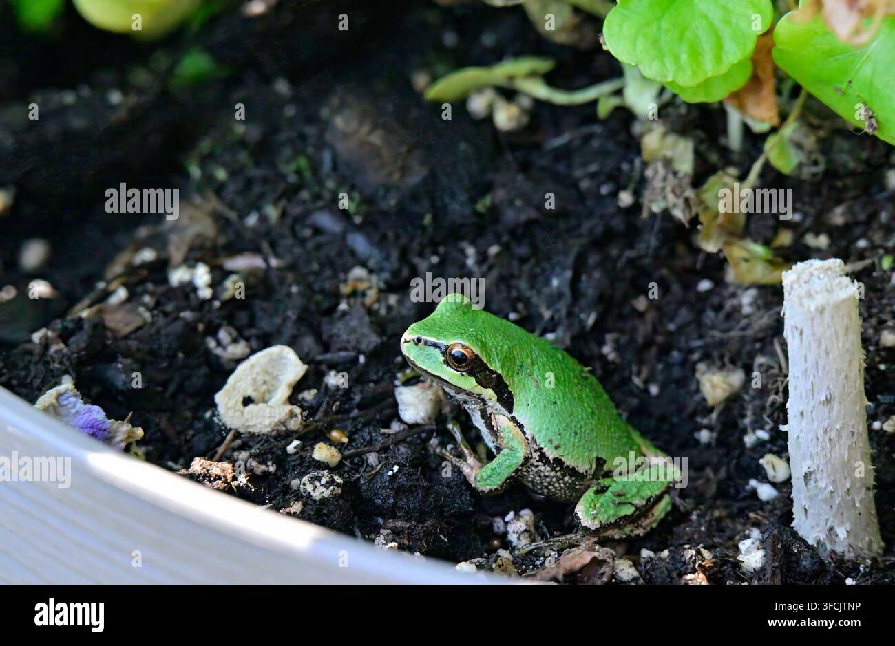 Une grenouille arbustive verte adulte assise dans un pot de fleurs sur l'île de Vancouver, Colombie-Britannique, Canada. Banque D'Images