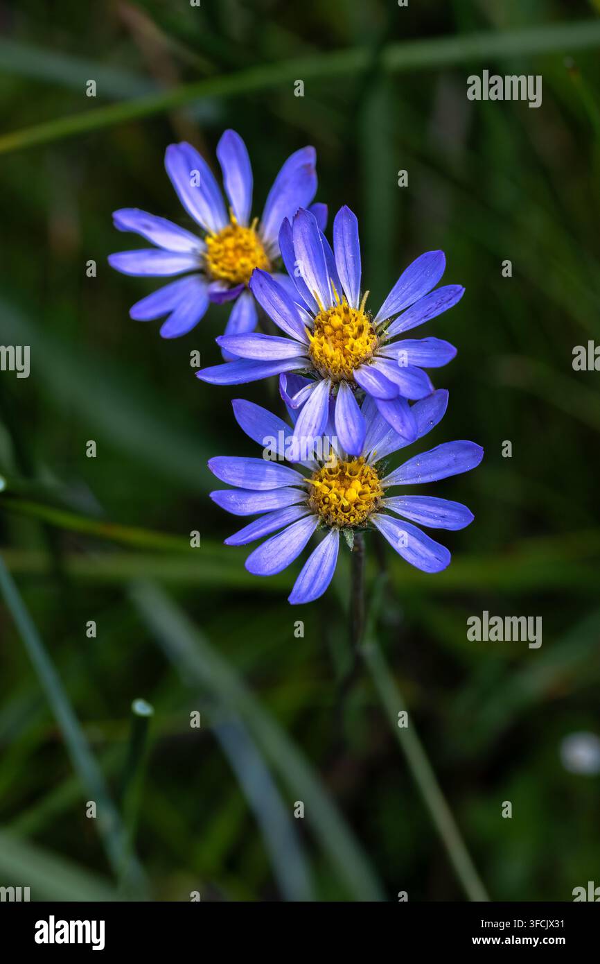 Aster de Douglas (Symphyotrichum subspicatum) dans le parc national volcanique de Lassen Banque D'Images