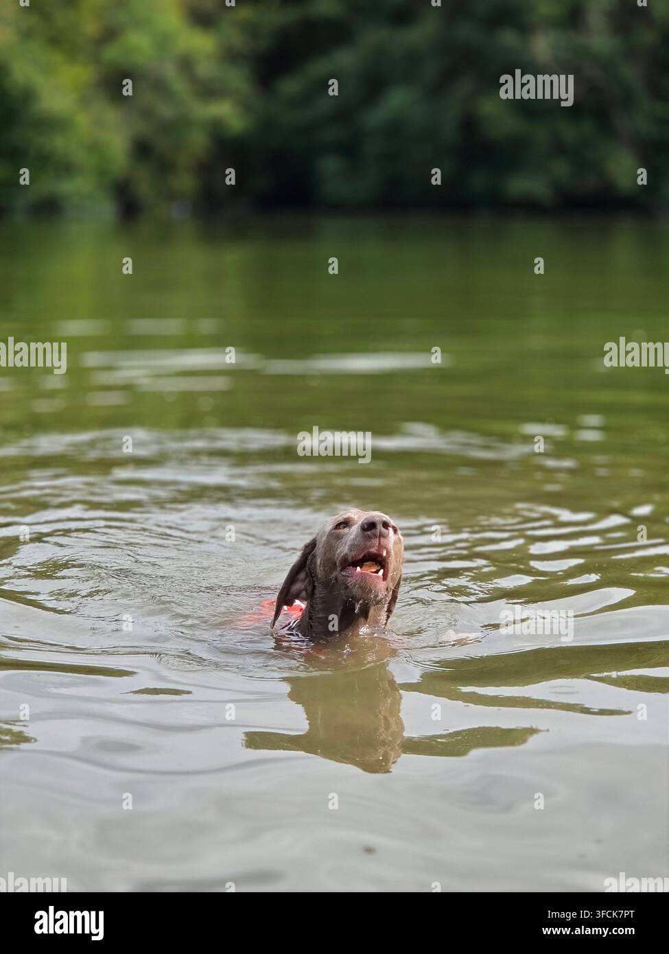 Un chien Weimaraner ou Labrador Retriever chocolat nageant dans un lac vert avec la tête hors de l'eau et la gueule ouverte. Banque D'Images