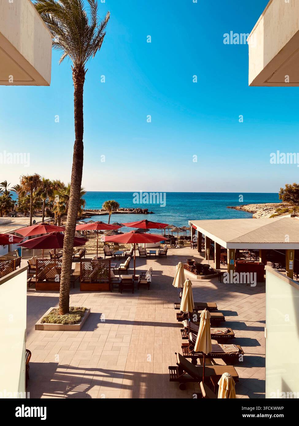 Un grand palmier s'élève au-dessus d'une terrasse ouverte de chaises longues et de parasols rouges surplombant une eau bleue et calme. - Image de stock capturée avec un smartphone