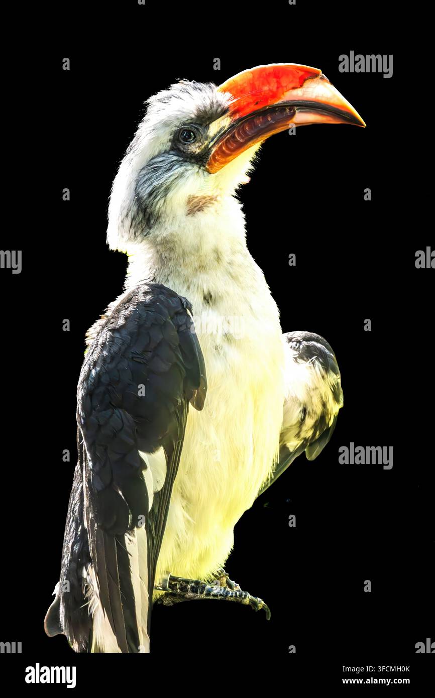 Oiseau coloré Calao à bec rouge Tockus erythrorhynchus. Originaire d'Afrique. Mange des insectes, des fruits et des graines. Banque D'Images