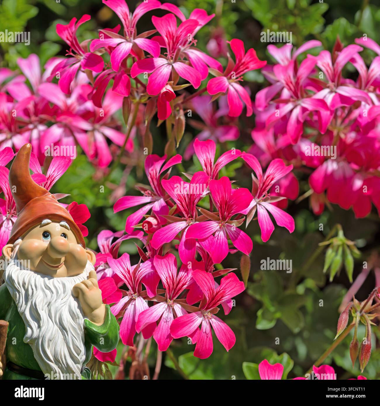Géraniums en fleurs, Pelargonium, Banque D'Images