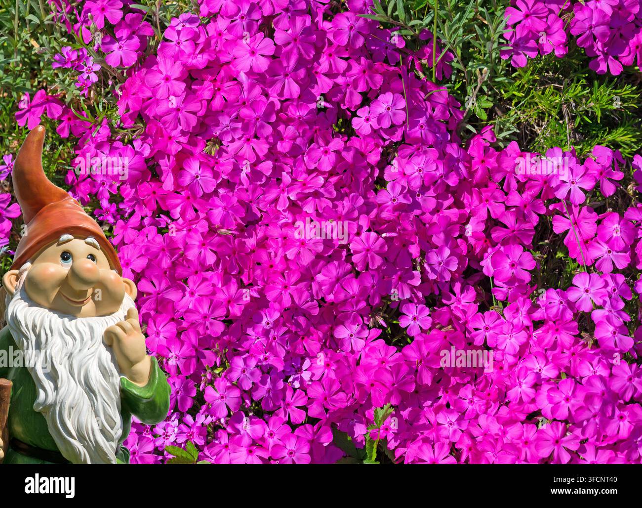 Phlox rampant en fleur, Phlox subulata Banque D'Images