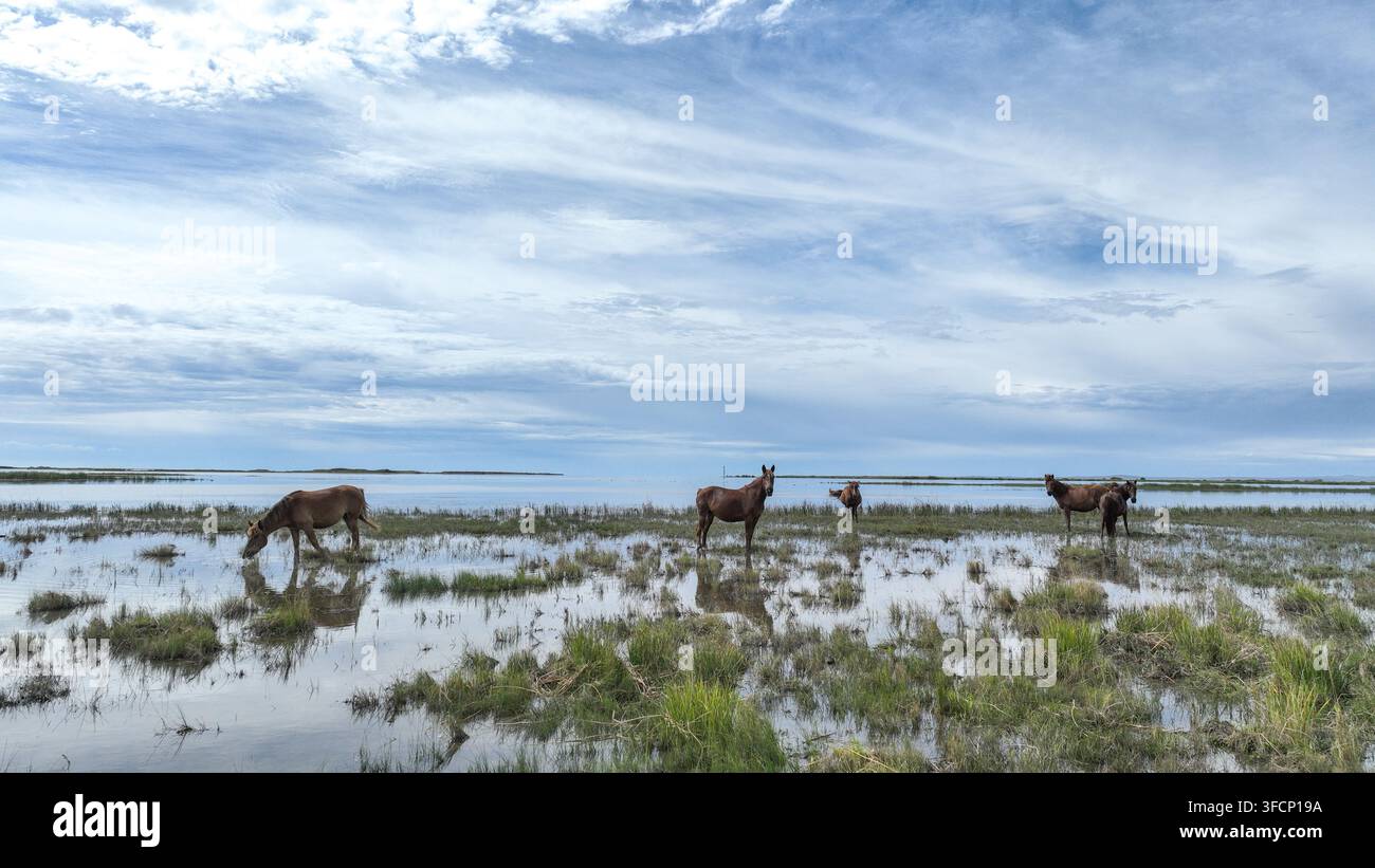 (260828) -- HULUN BUIR, 28 août 2026 (Xinhua) -- Une photo prise par drone le 27 août 2026 montre un troupeau de chevaux près du lac Hulun à Hulun Buir, dans la région autonome de Mongolie intérieure, au nord de la Chine. Le lac Hulun, le lac Ulan Suhai et le lac Daihai sont trois grands lacs d'eau douce en Mongolie intérieure. Autrefois affectés par des facteurs naturels et humains, les lacs ont subi une réduction des surfaces aquatiques et une détérioration de la qualité de l'eau. Des efforts de restauration écologique globaux ces dernières années ont apporté des améliorations notables, avec une qualité de l'eau qui se redresse progressivement et une augmentation des espèces de faune. Banque D'Images