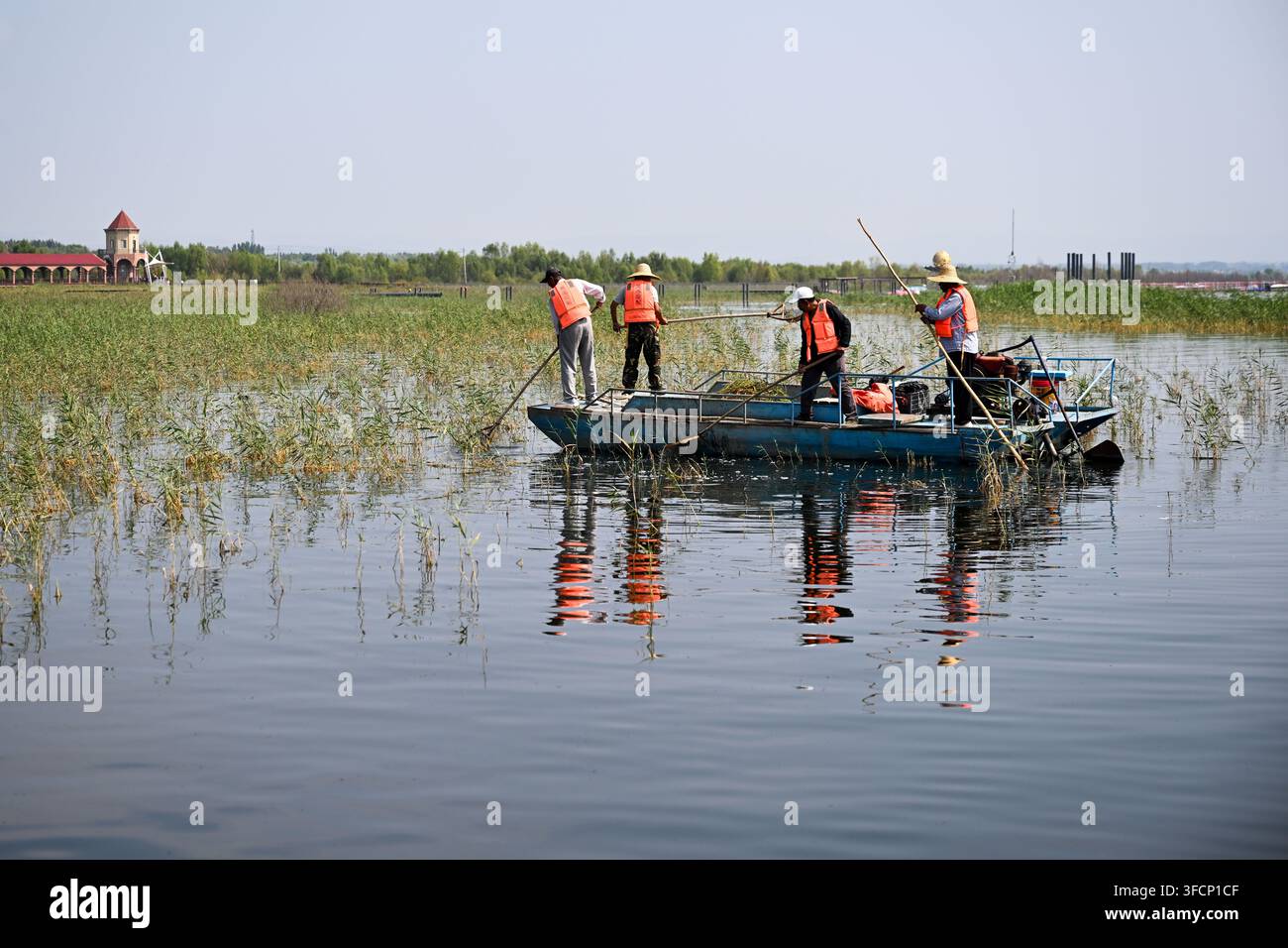 (260828) -- HULUN BUIR, 28 août 2026 (Xinhua) -- Les travailleurs enlèvent les plantes aquatiques du lac Daihai à Ulanqab, dans la région autonome de Mongolie intérieure, en Chine du Nord, le 21 août 2026. Les lacs Hulun, Ulan Suhai et Daihai sont trois grands lacs d'eau douce en Mongolie intérieure. Autrefois affectés par des facteurs naturels et humains, les lacs ont souffert d'une réduction des surfaces d'eau et d'une détérioration de la qualité de l'eau. Des efforts de restauration écologique globaux ces dernières années ont apporté des améliorations notables, avec une qualité de l'eau qui se rétablit progressivement et une augmentation des espèces de faune. Les trois lacs jouent désormais un rô Banque D'Images