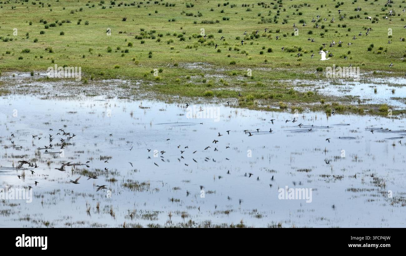 (260828) -- HULUN BUIR, 28 août 2026 (Xinhua) -- Une photo prise par drone le 27 août 2026 montre une vue du lac Hulun à Hulun Buir, dans la région autonome de Mongolie intérieure, au nord de la Chine. Le lac Hulun, le lac Ulan Suhai et le lac Daihai sont trois grands lacs d'eau douce en Mongolie intérieure. Autrefois affectés par des facteurs naturels et humains, les lacs ont souffert d'une réduction des surfaces d'eau et d'une détérioration de la qualité de l'eau. Des efforts de restauration écologique globaux ces dernières années ont apporté des améliorations notables, avec une qualité de l'eau qui se rétablit progressivement et une augmentation des espèces de faune. Les trois lacs jouent désormais un Banque D'Images