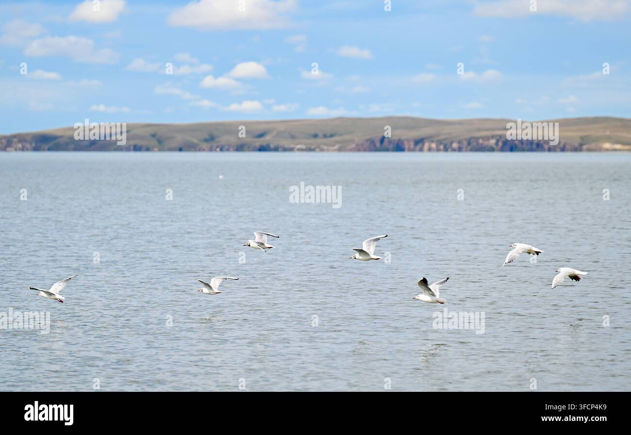 (260828) -- HULUN BUIR, 28 août 2026 (Xinhua) -- Cette photo prise le 27 août 2026 montre une vue du lac Hulun à Hulun Buir, dans la région autonome de Mongolie intérieure, au nord de la Chine. Le lac Hulun, le lac Ulan Suhai et le lac Daihai sont trois grands lacs d'eau douce en Mongolie intérieure. Autrefois affectés par des facteurs naturels et humains, les lacs ont souffert de la réduction de leurs surfaces aquatiques et de la détérioration de la qualité de l'eau. Des efforts de restauration écologique globaux ces dernières années ont apporté des améliorations notables, avec une qualité de l'eau qui se rétablit progressivement et une augmentation des espèces de faune. Les trois lacs jouent maintenant un r Banque D'Images