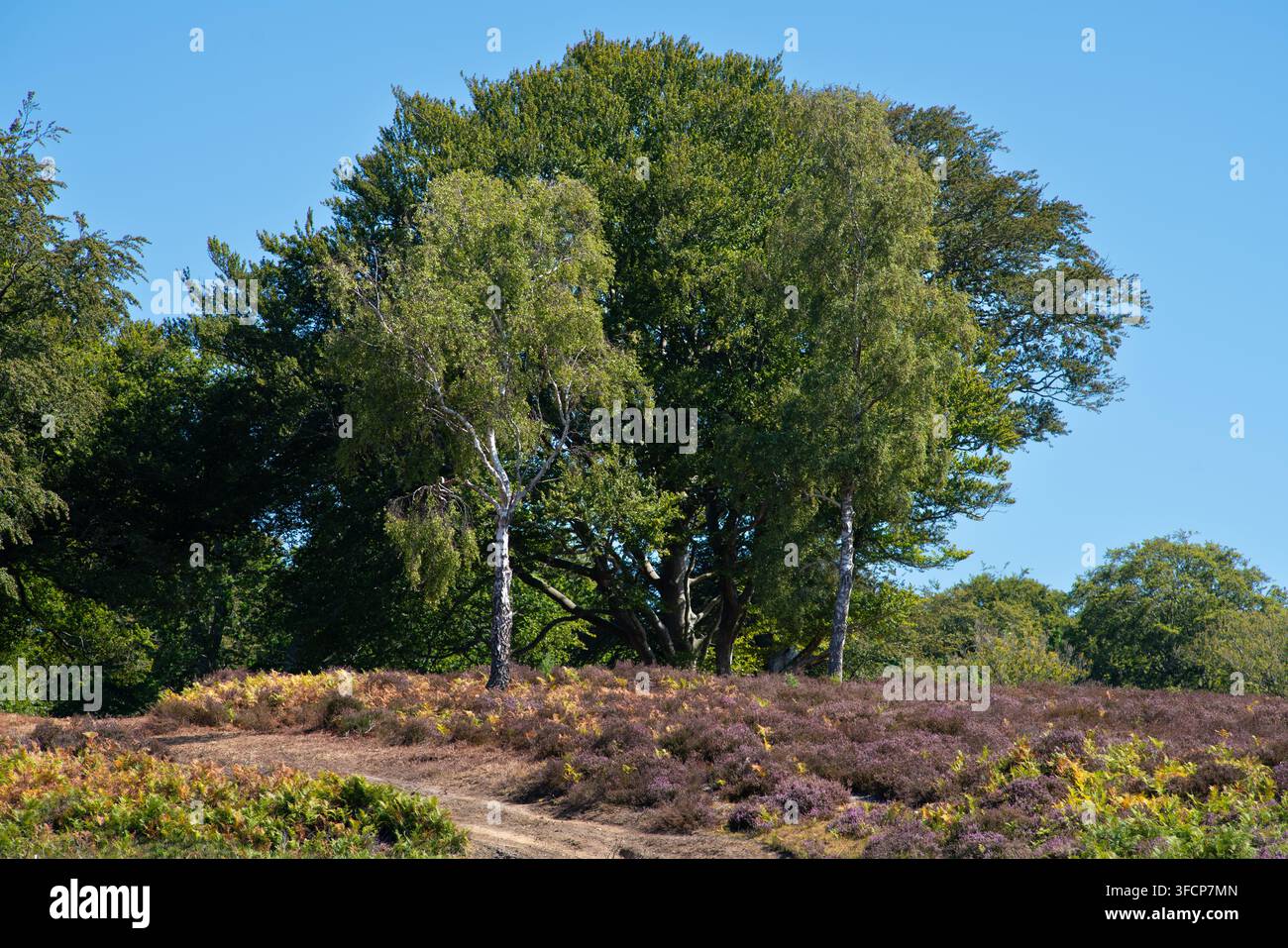 La frontière entre la lande ouverte et la forêt dans le New Forest Banque D'Images