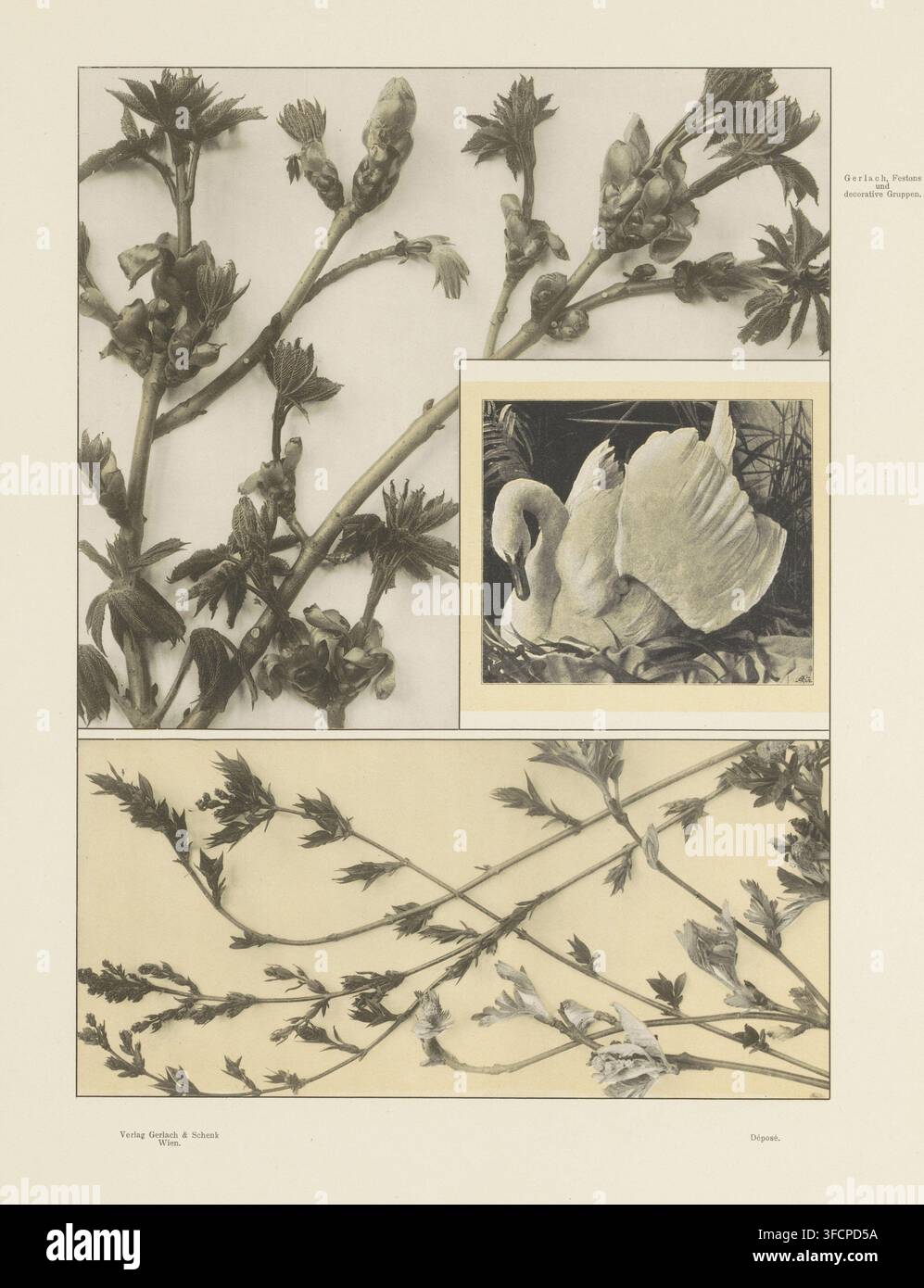 Avions avec des pousses de châtaignier, des pousses de sorbier sauvage et un cygne, page, impression photomécanique, numéro : '108.', Autriche, éditeur : Gerlach & Schenk, Vienne, c. 1887 - en ou avant 1897, Basse-Autriche, papier, collotype, photogravure, hauteur 293 mm x largeur 214 mm, oiseaux aquatiques : cygne, arbres : châtaignier (branche, bâton)., Une page orientée verticalement avec trois sections encadrées contenant des images botaniques et animales, la section supérieure montrant des branches avec des bourgeons groupés et des feuilles texturées disposées en diagonale contre un fond clair, la section centrale droite contenant une image carrée d'un cygne avec les ailes repliées Banque D'Images
