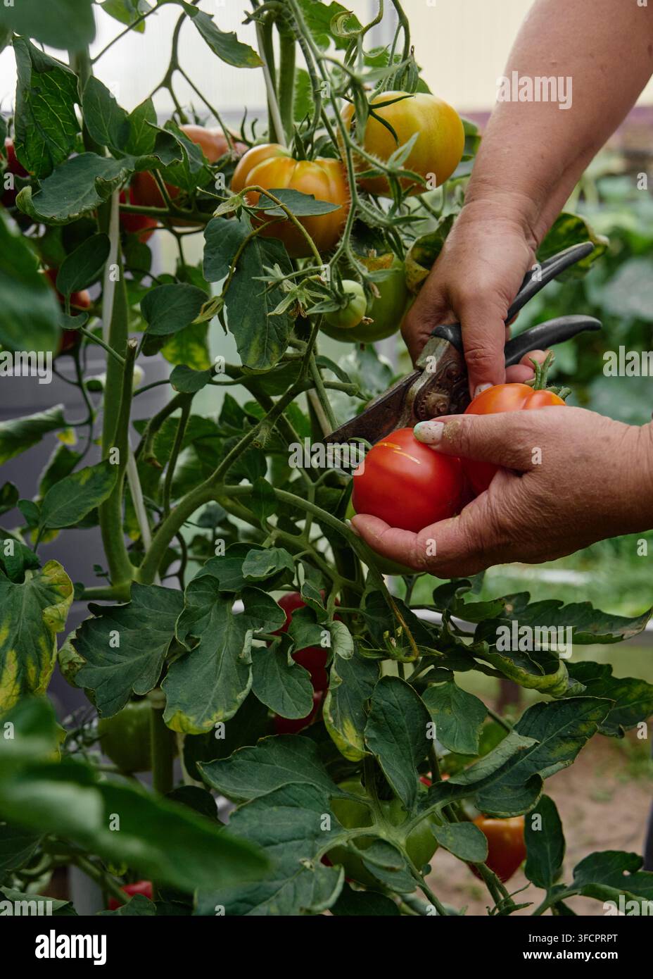 Femme utilisant des ciseaux pour récolter des tomates rouges mûres de la vigne Banque D'Images