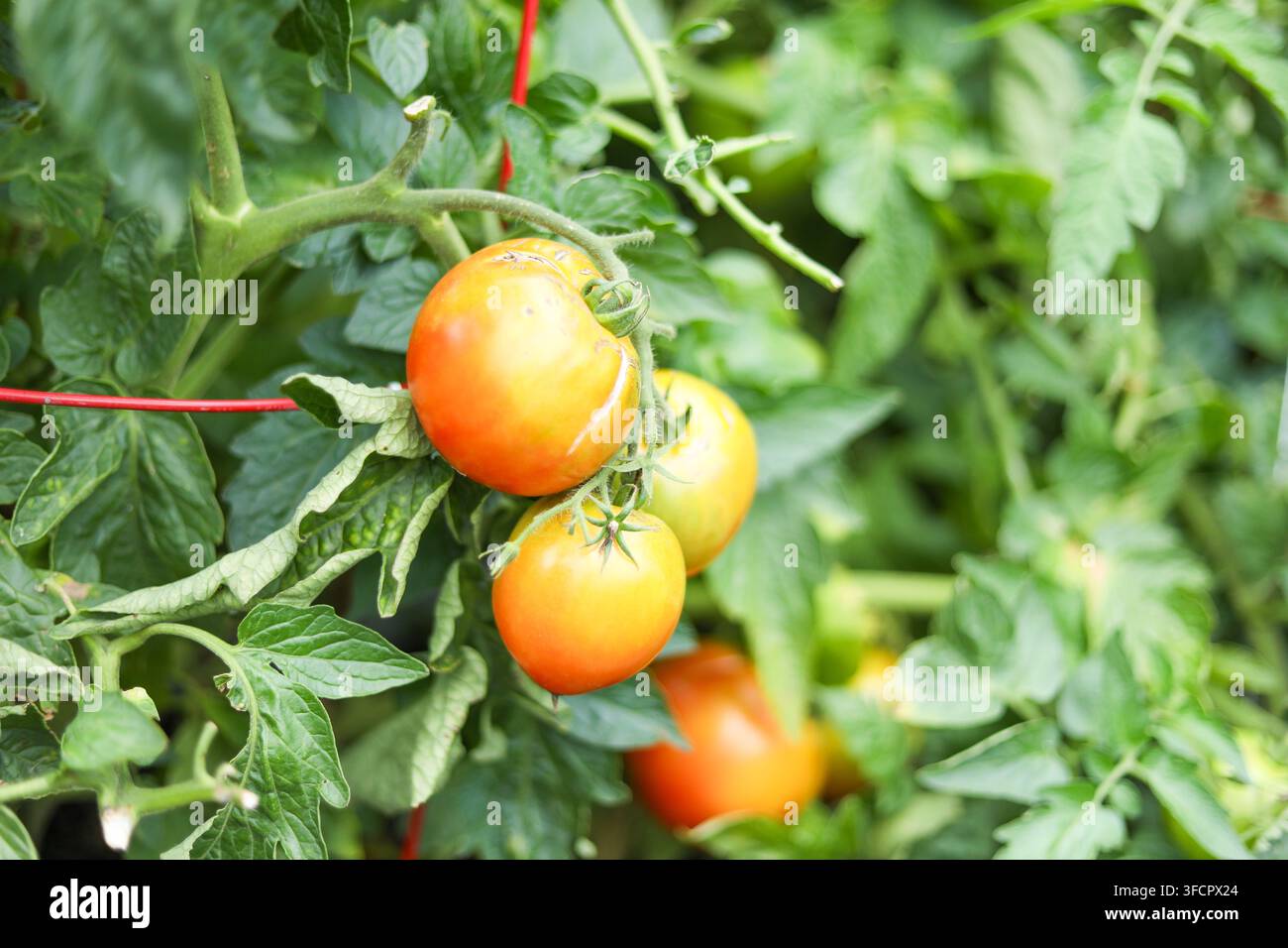 Des tomates biologiques fraîches mûrissant sur la vigne dans un jardin Banque D'Images