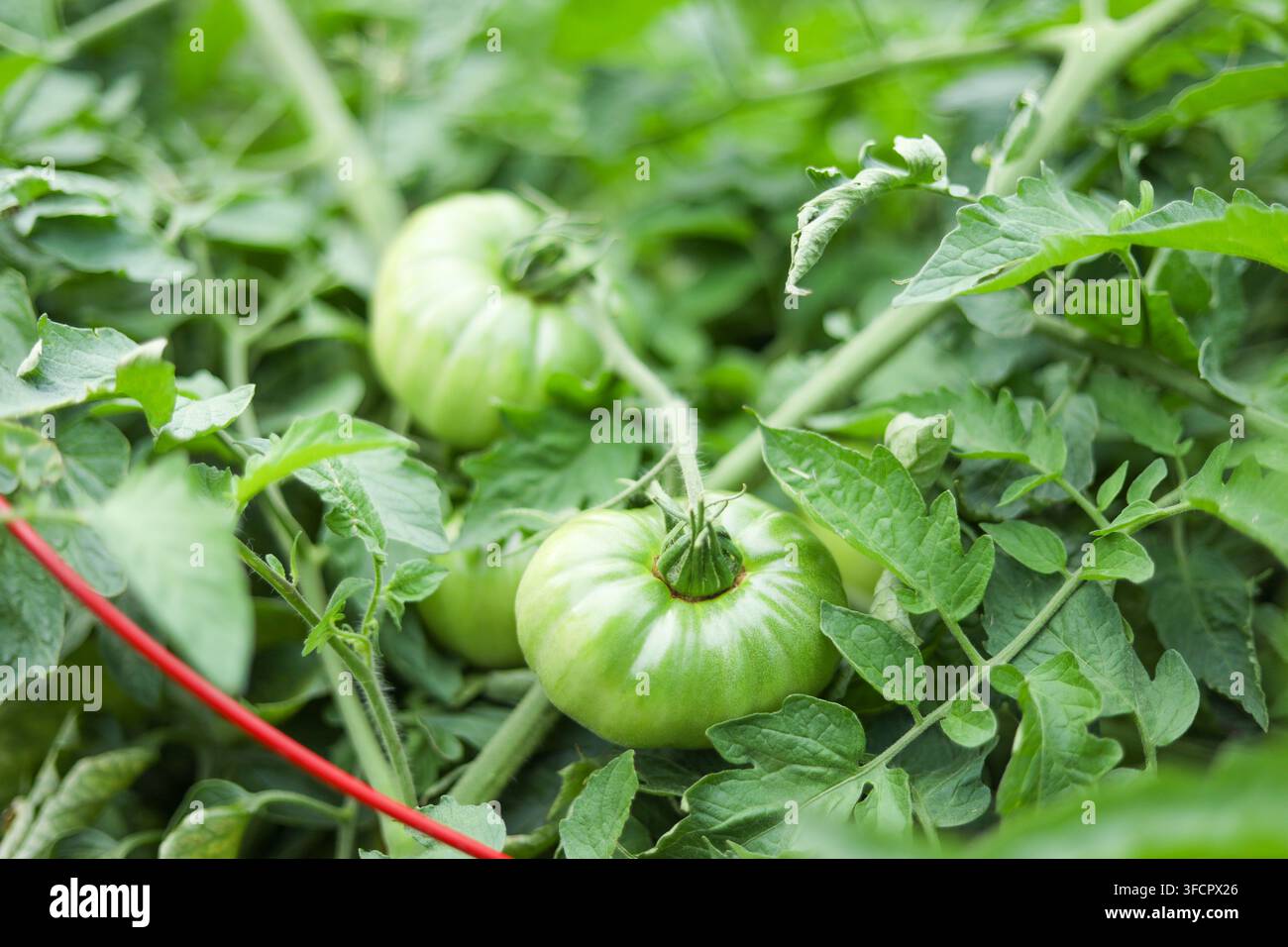 Tomates vertes non mûres poussant sur la vigne Banque D'Images