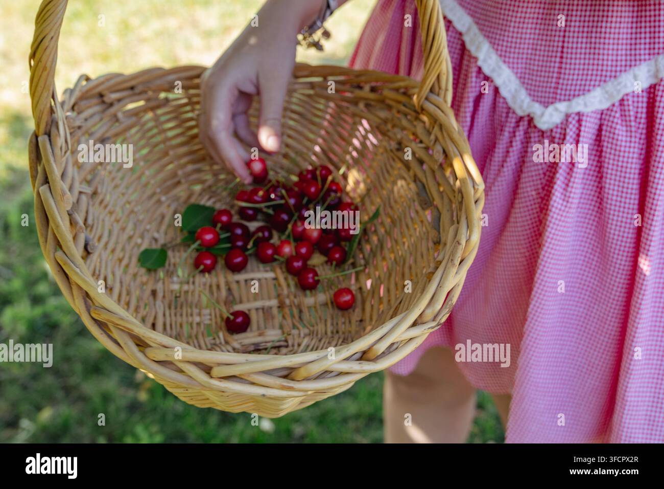 Fille cueillant des cerises dans un panier en osier par une journée d'été ensoleillée Banque D'Images