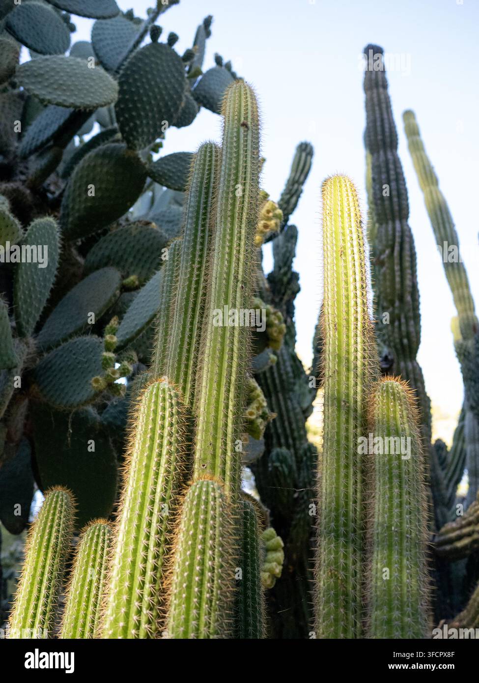 Différents types de plantes cactus poussant dans un jardin désertique Banque D'Images