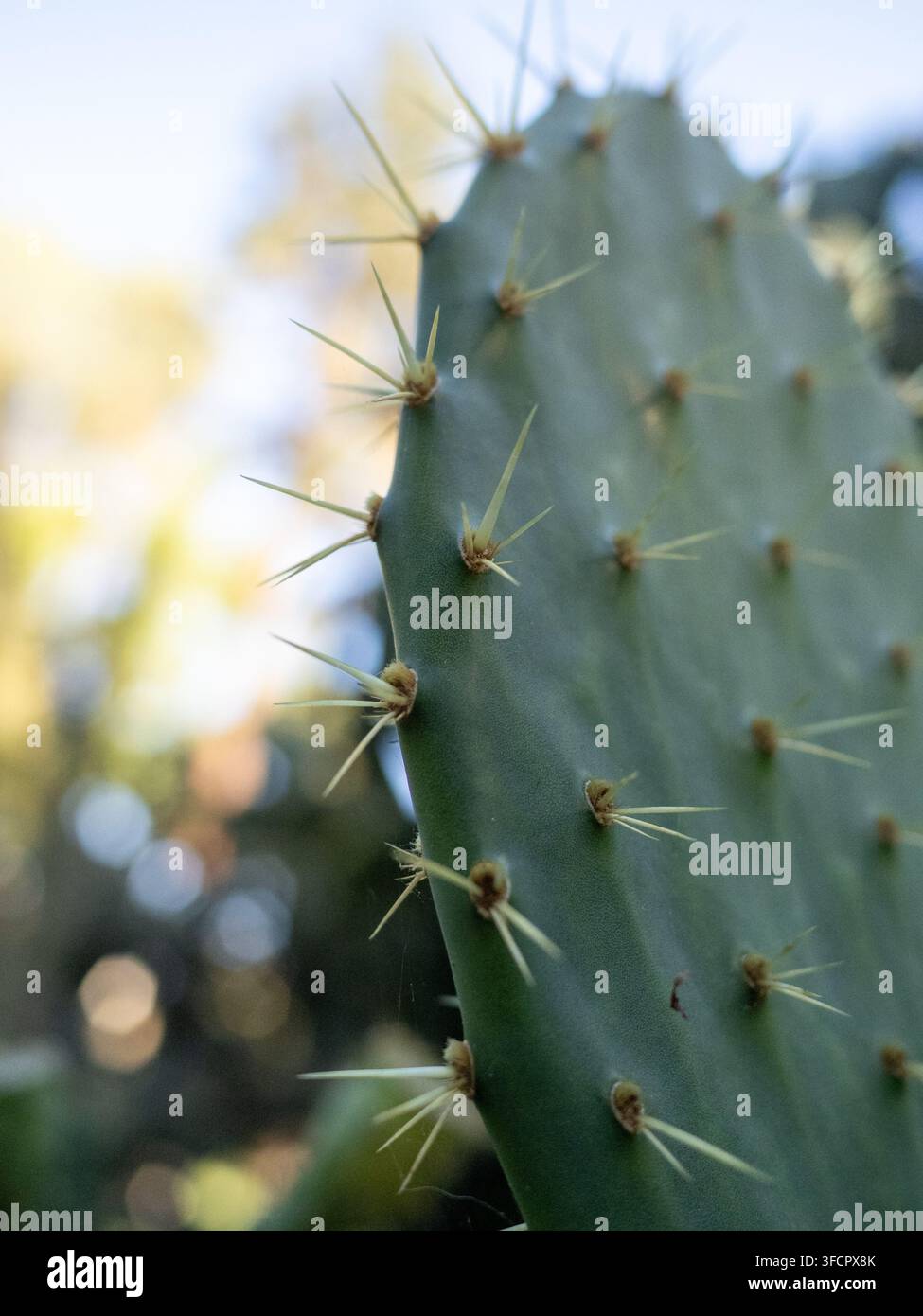Grossissement des épines d'un coussinet de cactus figue de Barbarie Banque D'Images