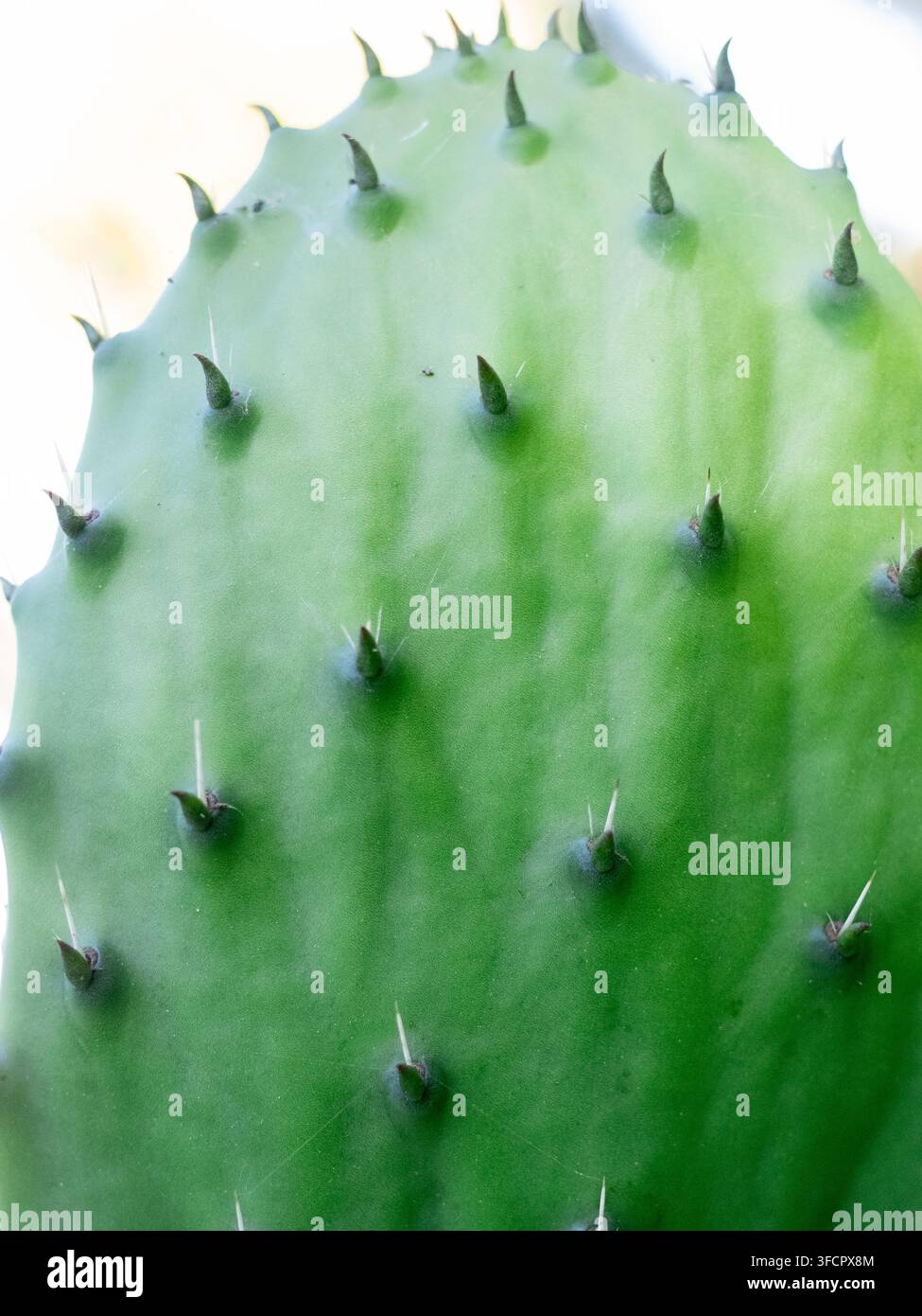 Extrême gros plan d'un coussinet de cactus figue de Barbarie vert Banque D'Images