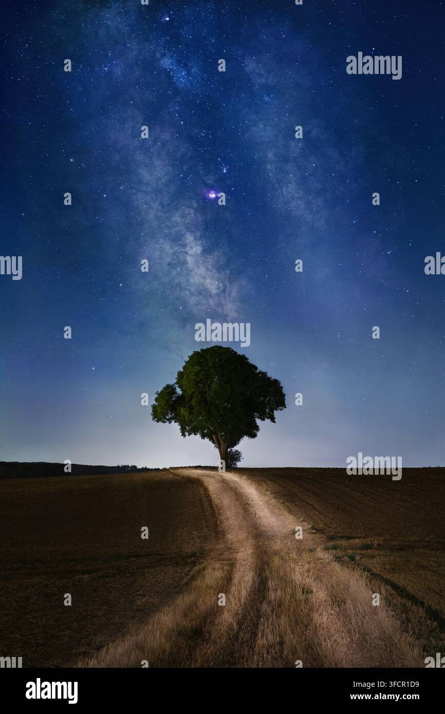 Paysage nocturne avec un chemin sur un champ menant à la silhouette d'un arbre solitaire et à la Voie lactée dans le ciel bleu minuit Banque D'Images