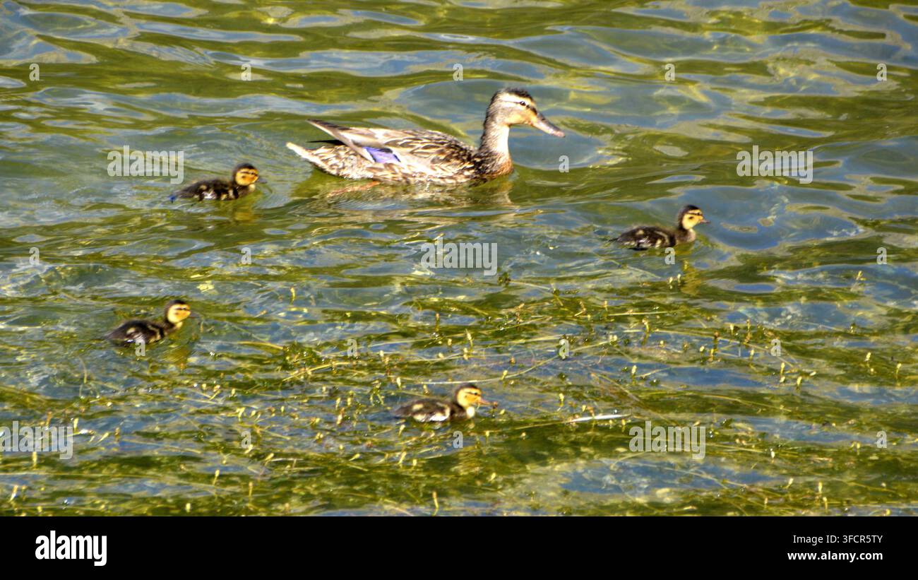 Une mère canard colvert nage à côté de ses quatre canetons sur la surface calme d'un lac teinté de vert. Cette scène familiale paisible capture les premières observations de la faune Banque D'Images