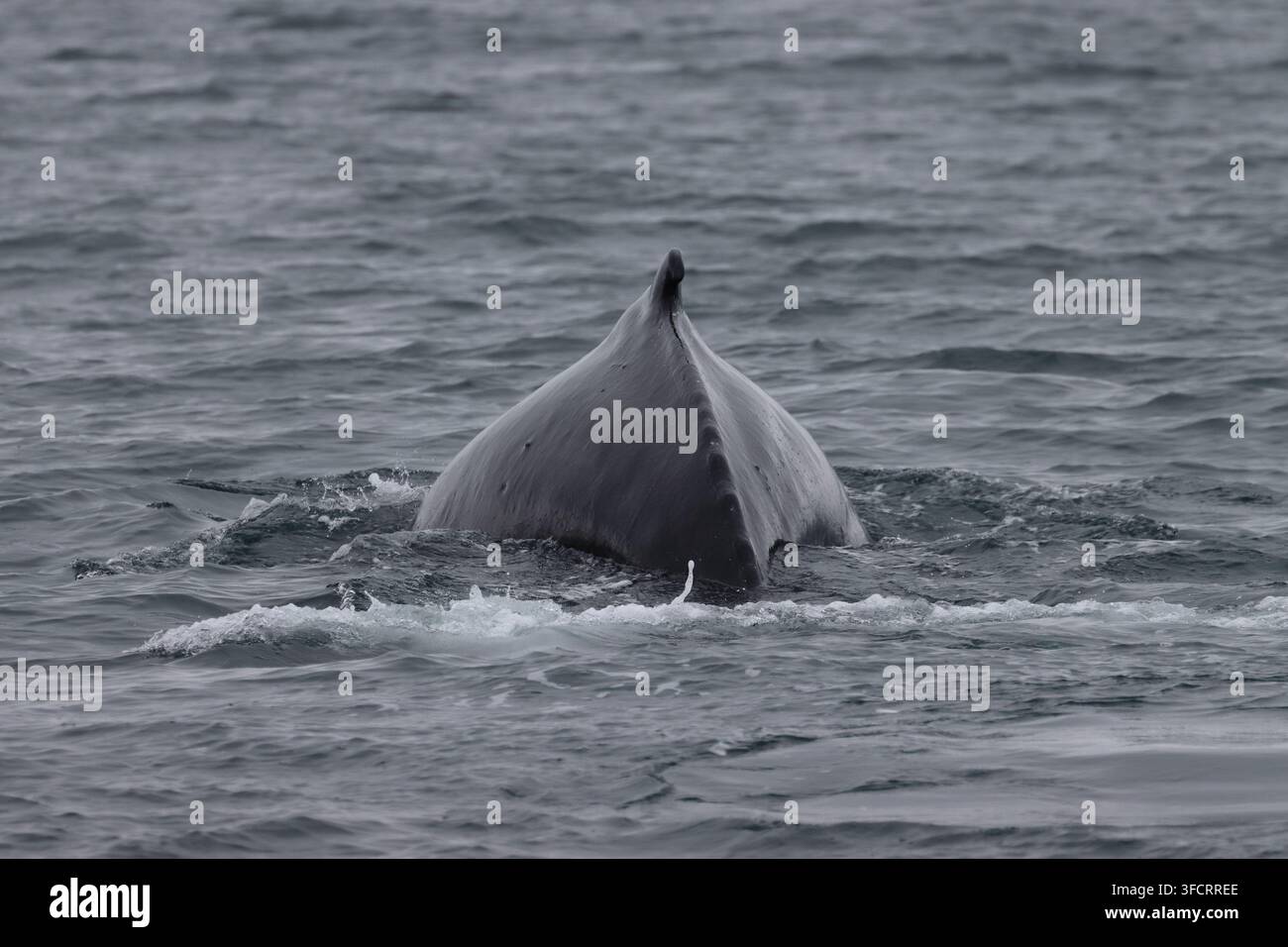 Baleine à dos voûté se préparant à plonger, Eyjafjordur, près de Hauganes, Akureyri, Islande Banque D'Images