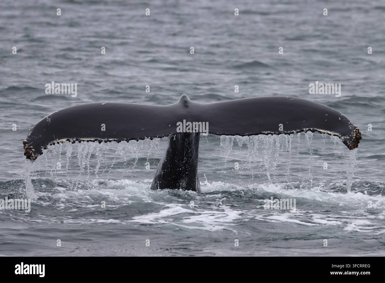 Baleine à dos voûté commençant à s'immerger, Eyjafjordur, près de Hauganes, Akureyri, Islande Banque D'Images