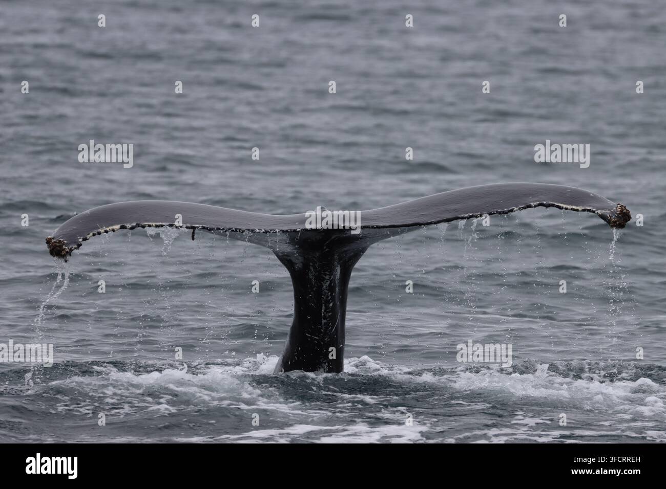Baleine à dos voûté commençant à s'immerger, Eyjafjordur, près de Hauganes, Akureyri, Islande Banque D'Images