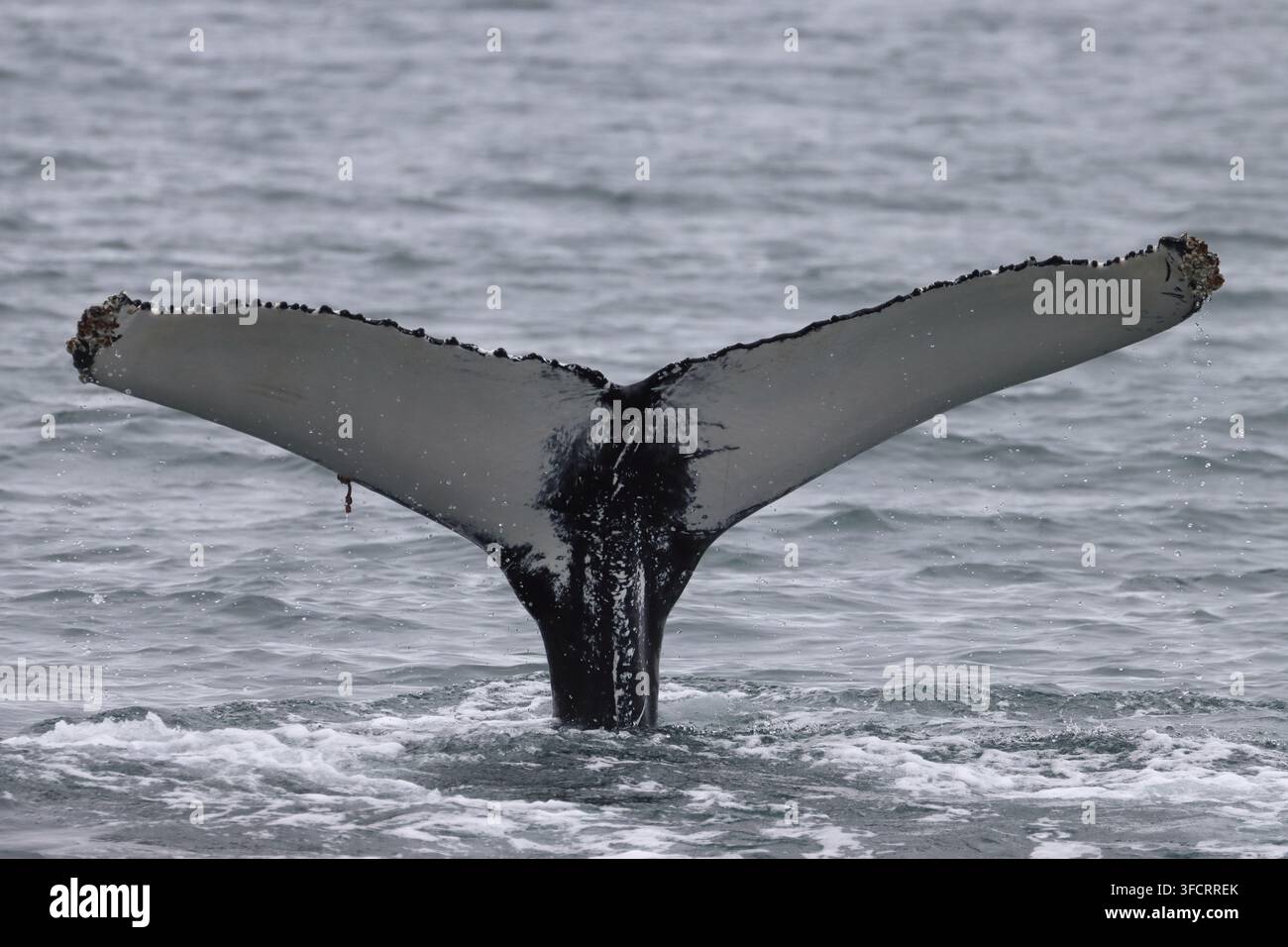 Baleine à dos voûté commençant à s'immerger, Eyjafjordur, près de Hauganes, Akureyri, Islande Banque D'Images