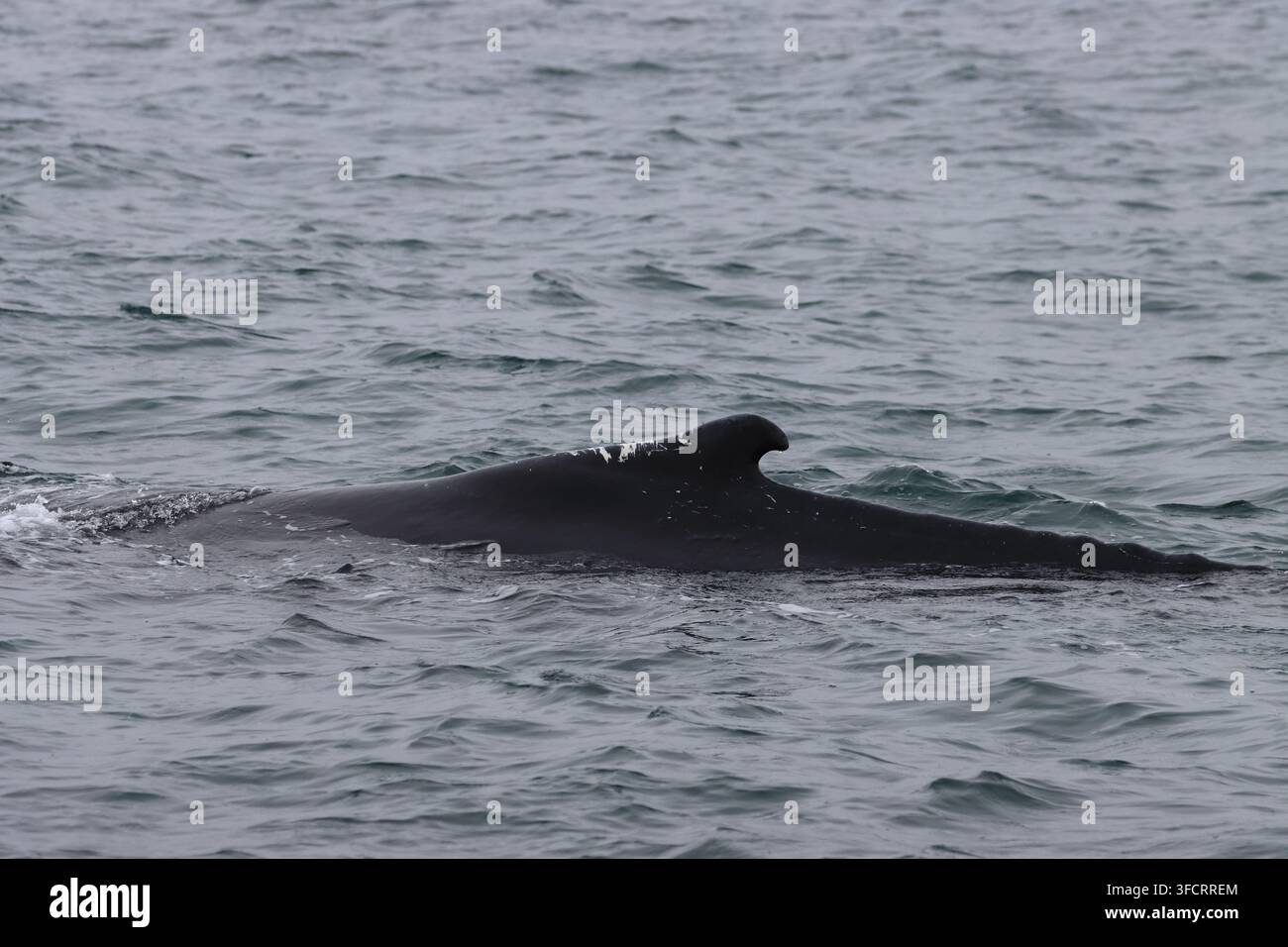 Baleine à dos bossu se reposant à la surface de l'eau avant de plonger, Eyjafjordur, près de Hauganes, Akureyri, Islande Banque D'Images