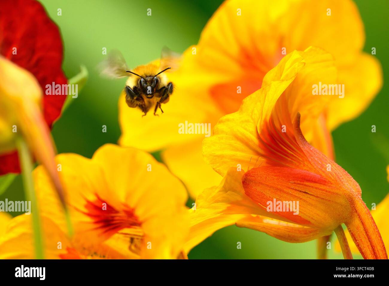 Bourdon en vol avec des fleurs jaunes et rouges en arrière-plan Banque D'Images