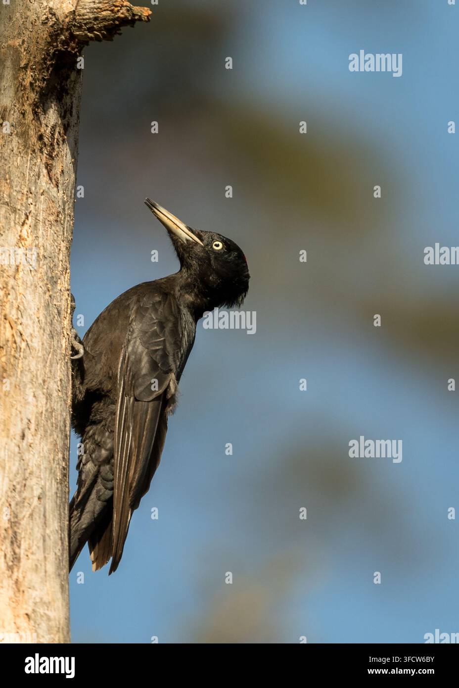 Pic noir femelle sur tronc d'arbre Banque D'Images